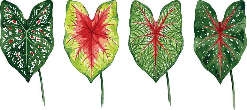 Caladium Leaf Vector Set Featuring Colorful Tropical Leaves with Red, Green, and White Patterns in Realistic Illustration Style