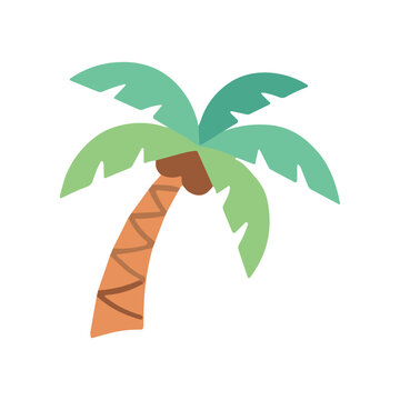 Palm tree with green leaves.