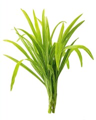 Obraz premium Bunch of vibrant green, long, slender leaves on white