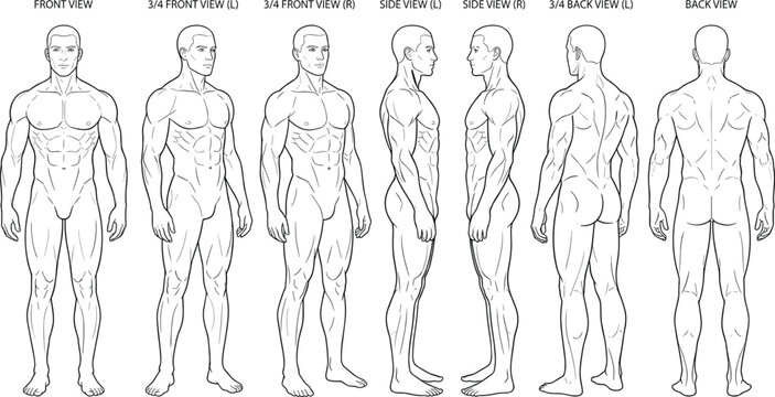 Male muscular anatomy reference sheet with front, side and back body views vector illustration