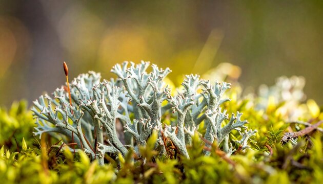 Close-up macro of Iceland moss lichen with lobed thallus on forest floor