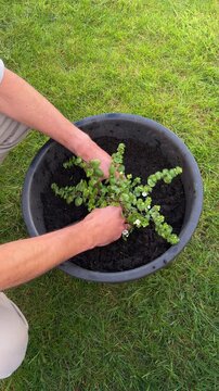 From Above Gardener's Hands Planting White Bacopa Plant in a Garden Pot