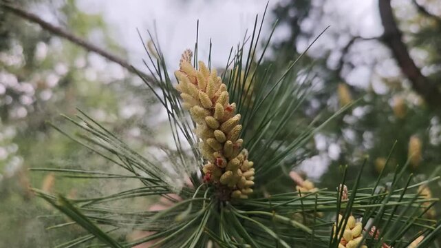Pollen pours out of the pine buds, the allergen is in the air.