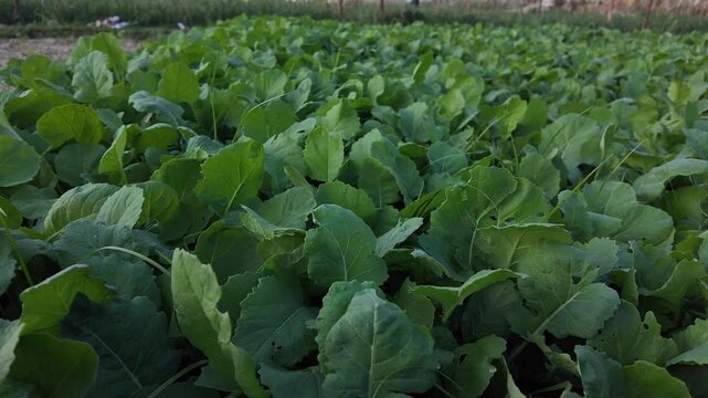 Leafy Brassica crop grown for fodder, cover, or vegetable production.