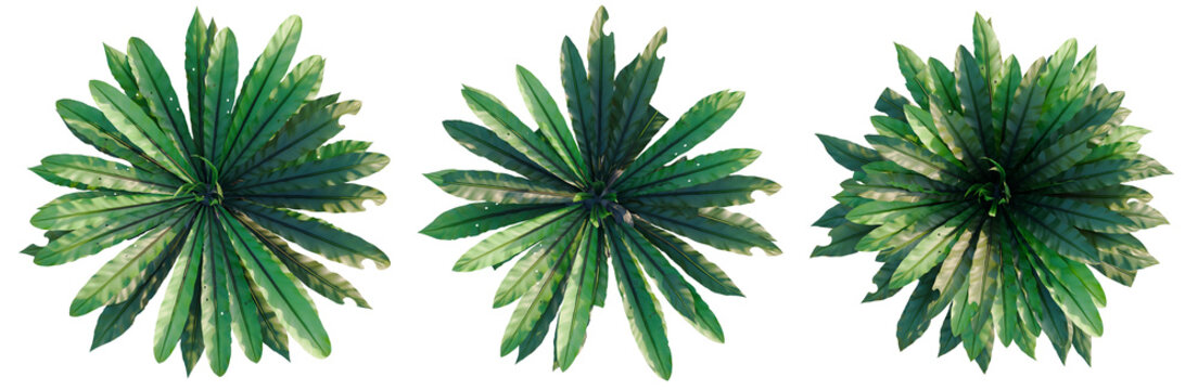 Asplenium nidus tree, elevation, front view, cutout, transparent background, isolate, Detailed close-up of lush green fern fronds, vibrant nature photography for design.