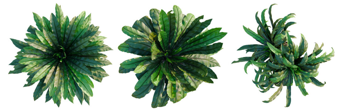 Asplenium nidus tree, elevation, front view, cutout, transparent background, isolate, Fern Leaf Texture, Detailed Close-up of a Lush Green Plant, Nature Background, HD Image