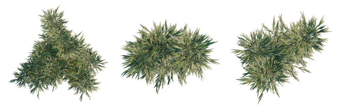 Bambusa multiplex tree, elevation, front view, cutout, transparent background, isolate, Detailed close-up of lush green moss, vibrant texture, macro photography, natural background.