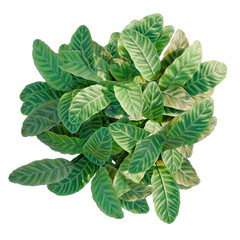 zebra plant tree, elevation, front view, cutout, transparent background, isolate, Detailed Philodendron Birkin Plant Leaf Close-Up with Intricate Leaf Pattern Texture © DH Tree Stock