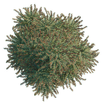 Breynia vitis-idaea tree, elevation, front view, cutout, transparent background, isolate, Detailed Spruce Tree Branch with Cones and Needles, Natural Winter Forest Scenery
