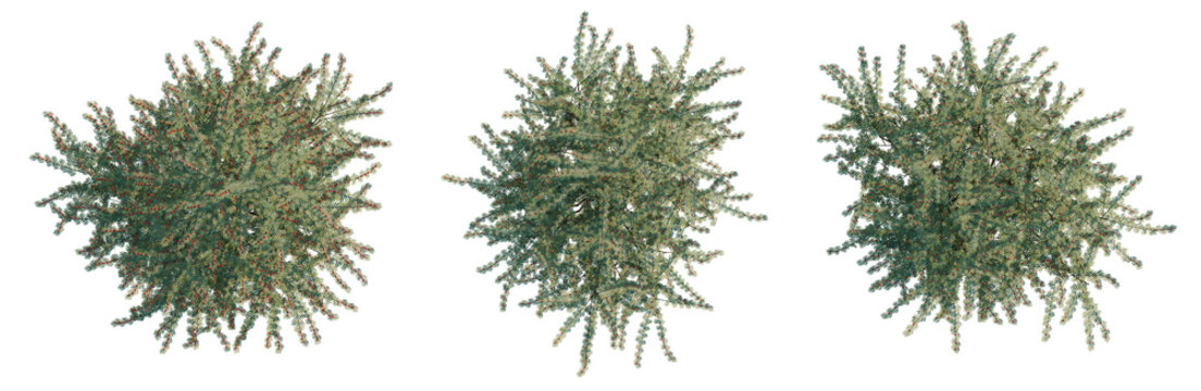 Breynia vitis-idaea tree, elevation, front view, cutout, transparent background, isolate, Dense pine tree branch with green needles and red berries, close-up view for nature background