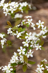 Serviceberry tree in bloom, New Brunswick, Canada.  © Brittany