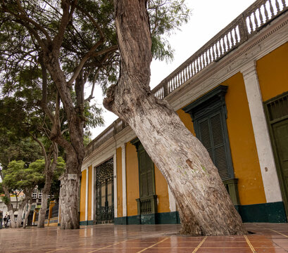 Historic Latin American Colonial Street View with Leaning Painted Tree and Yellow Facade Building, Lima, Peru. Traditional Architecture with Balconies and Wrought Iron Gate, Barranco District.