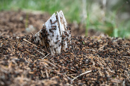 Ants on anthill, close up. A lot of ants working in anthill.