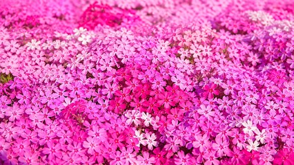 Fototapeta premium 明るい春の庭背景として密集した花の絨毯のように咲く鮮やかなピンクの芝桜