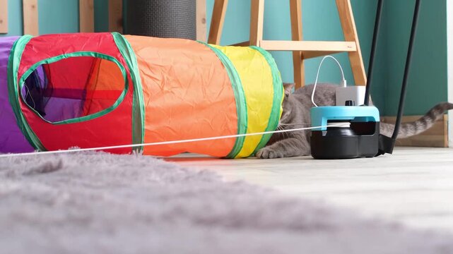 cute tabby cat playing with colorful pet tunnel and interactive electric moving string catching toy
