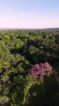 Vertical Cinematic Drone Footage of the Amazon River and Rainforest &ndash; Bird&rsquo;s Eye Jungle Perspective