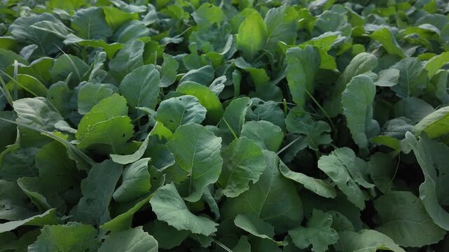 Leafy Brassica crop grown for fodder, cover, or vegetable production.