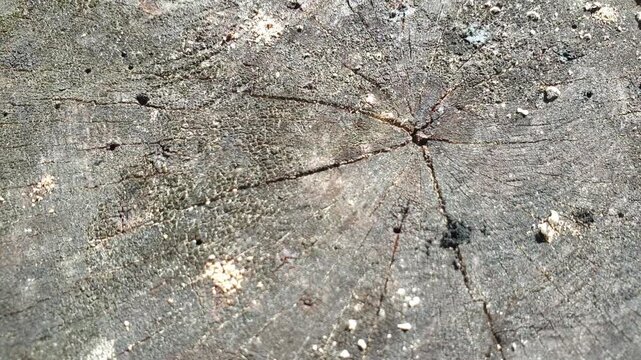 A highly detailed top down view reveals the rough surface of an aged cut tree stump, displaying deep natural cracks and circular growth rings scattered with tiny wood fragments.