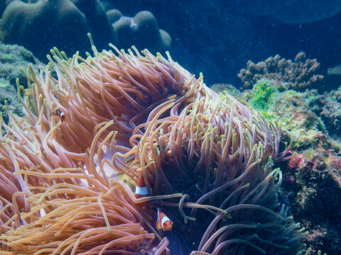Vibrant coral reef ecosystem with clownfish, butterflyfish, bannerfish, and colorful giant clams in Krabi, Thailand