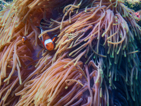 Vibrant coral reef ecosystem with clownfish, butterflyfish, bannerfish, and colorful giant clams in Krabi, Thailand