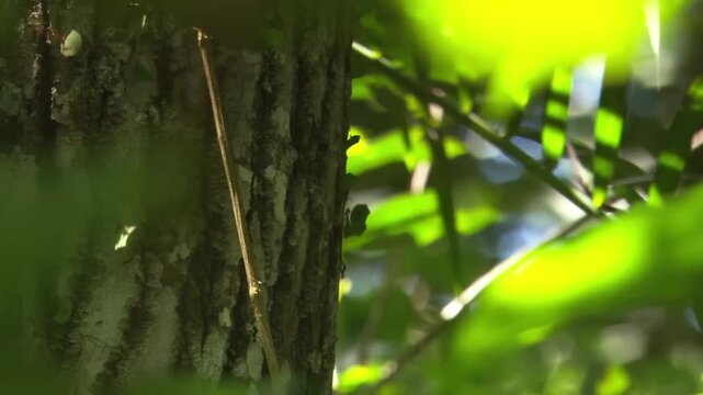 colony of leafcutter ants and bring them to the nest