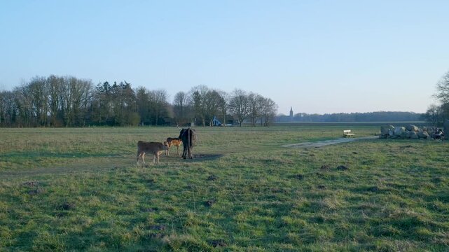 Mother cow with her two calves grazing in a field