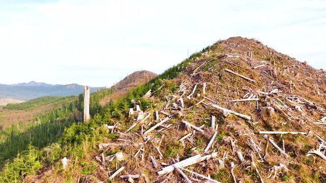 Drone Shot Over Clear Cut Hillsides in Northwest Oregon