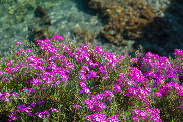 Fototapeta premium flowers Delosperma grow beside clear blue water