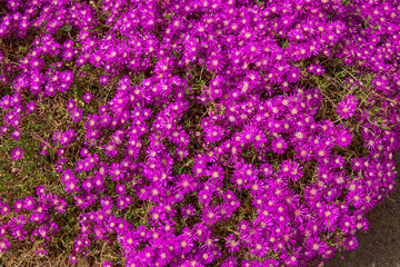 Naklejka premium Spring sunlight brightens pink flowers Delosperma
