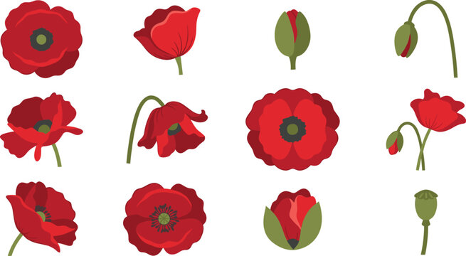 Red Poppy Flower Vector Illustration Set Featuring Blooming Blossoms Buds and Seed Pods for Remembrance Day and Floral Designs
