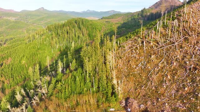 Aerial View of Timber Harvest Hills Near Seaside Oregon