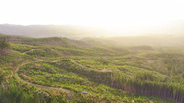 Drone View of Regrowing Forest After Logging in Northwest Oregon