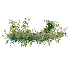 Obraz premium Clematis terniflora tree plan, top view, cutout, transparent background, isolate, Delicate eucalyptus leaves and flowers, perfect for floral design and craft projects, png format.