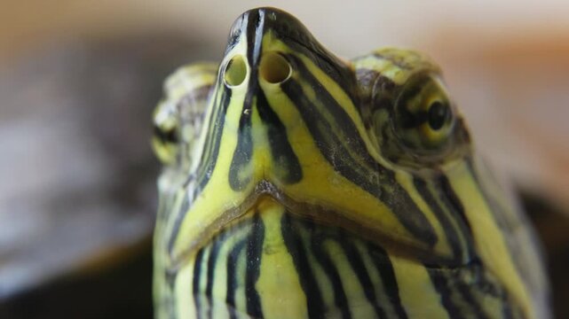 Macro Portrait of Freshwater Turtle Close Up.