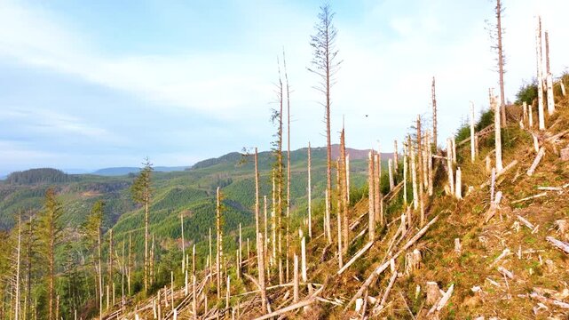 Aerial Drone Footage of Clear Cut Mountains Near Seaside Oregon
