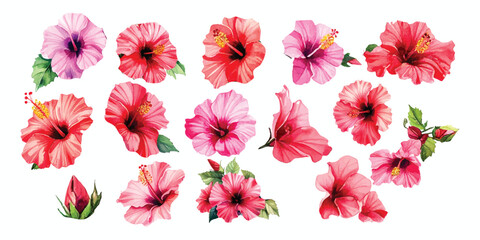 Watercolor collection of vibrant tropical hibiscus flowers and buds in diverse red and pink shades © Griyolabs