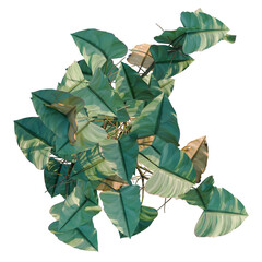 Philodendron scandens-Sweetheart tree plan, top view, cutout, transparent background, isolate, Close-up of lush green tropical leaves with detailed textures and vibrant colors, nature © DH Tree Stock