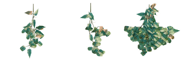 Philodendron scandens-Sweetheart tree plan, top view, cutout, transparent background, isolate, Delicate Green Leaves Branch, Close-Up, Nature Detail, Soft Focus, Springtime Beauty © DH Tree Stock