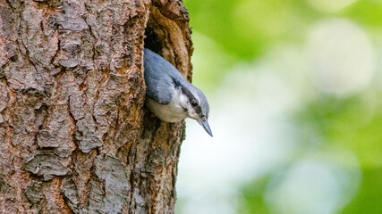 blue tit on a branch © lazalnik