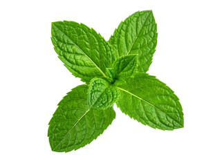Fresh green mint leaves, natural herb, transparent background © Анна Мальшакова