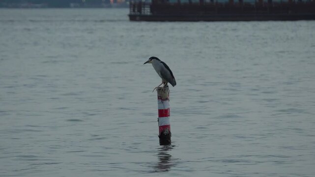 Black Crowned Night Heron Perched on Lake Marker Post
