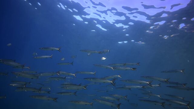Schooling Guachincho Barracuda Swirling in Crystal Clear Water, Canary Islands Scuba Diving