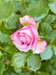 Naklejka premium Soft pink rose bloom with petal and bud on wet green leaves in garden