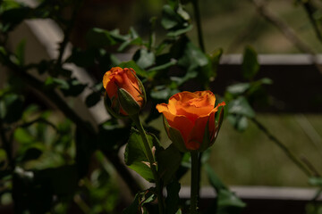 Fototapeta premium Rosas amarillas y rojas del jardin