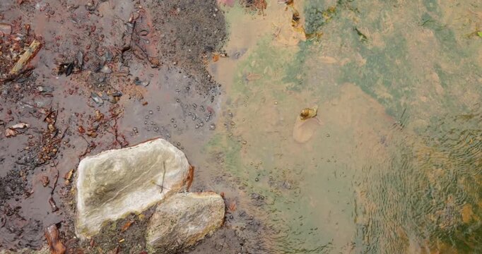 Volcanic pit with mud and boiling water with steam rising to the surface in a pond at Furnas, Azores.