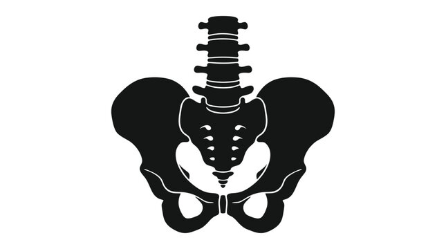 human pelvis silhouette black on white background