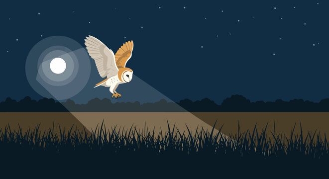 Barn owl hunting at night over a field under moonlight, capturing its aerial predatory action