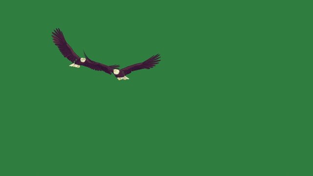 Flying Bird Animated Green Screen Chroma Key Video Overlay for Cartoon Wildlife Clips Educational Videos Social Media Posts and Creative Editing Projects