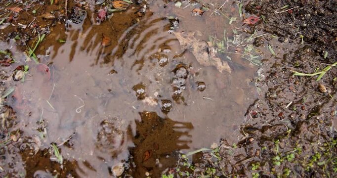 Volcanic pit with mud and boiling water with steam rising to the surface in a pond at Furnas, Azores.