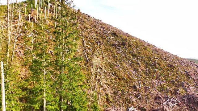 Aerial Drone Shot of Clear Cut Logging Hills Near Seaside Oregon